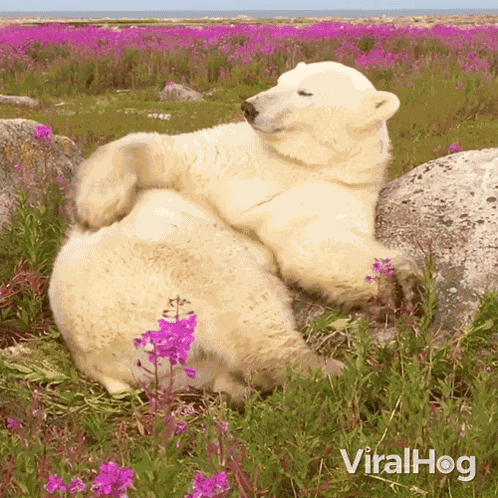 Scratching My Back Polar Bear GIF