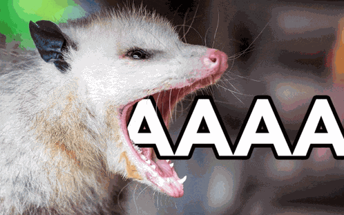 Scream Sceaming Opossum GIF