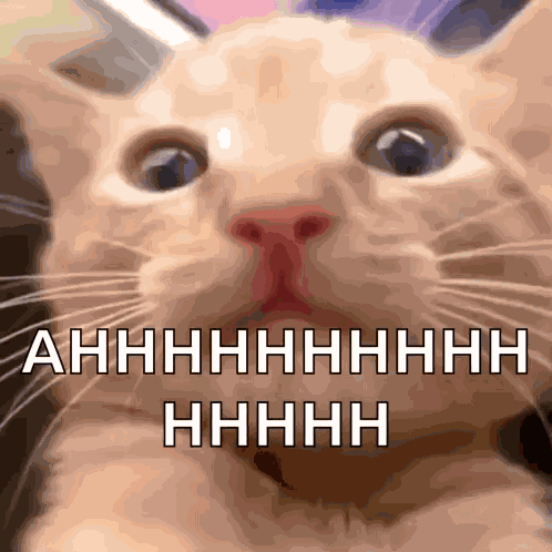 Screaming Cat Ahhh GIF