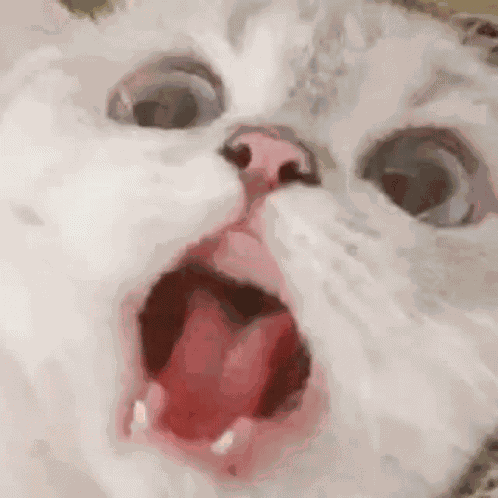 Screaming Cat GIF