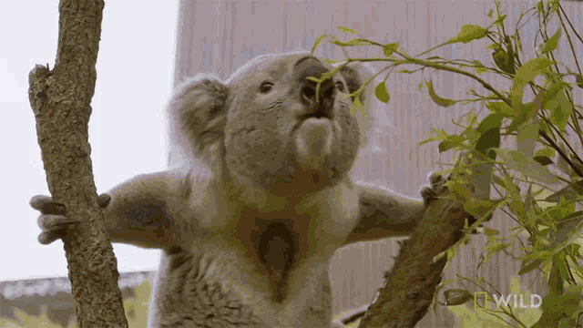 Screech National Geographic GIF