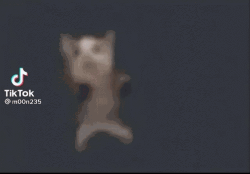 Scrimblo Files Dancing Cat GIF