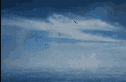 Sea Bird GIF