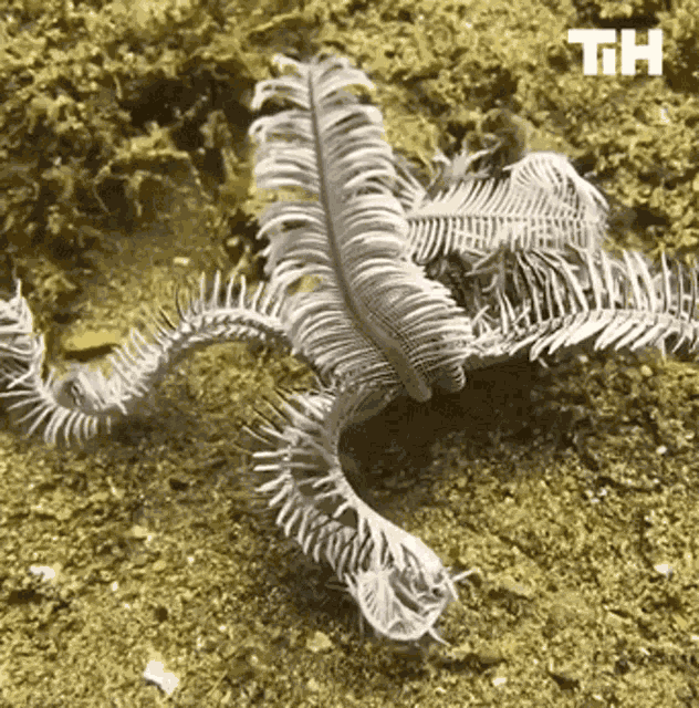 Sea Creature Marine Animal GIF