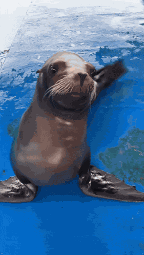 Sea Lion Silly GIF