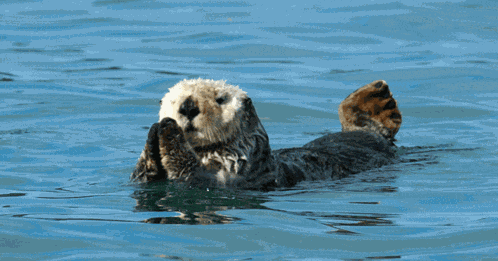 Sea Otter 360 GIF