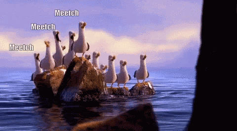Seagulls Mariners GIF