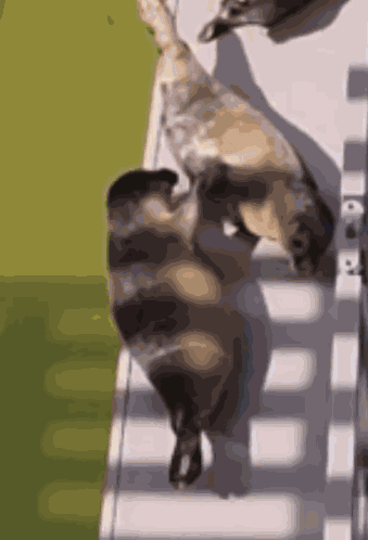 Seal Cartoon Fighting GIF