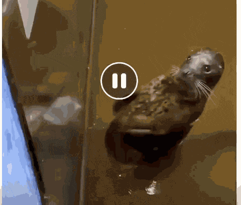 Seal Clapping Clapping Hands GIF