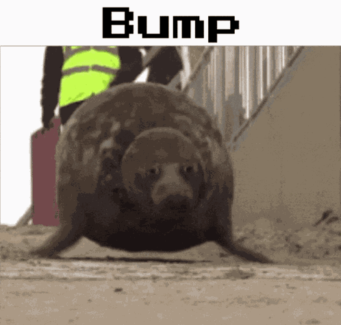 Seal GIF