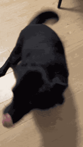 Seal Dog Black Dog GIF