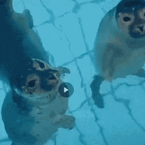 Seal Kiss GIF