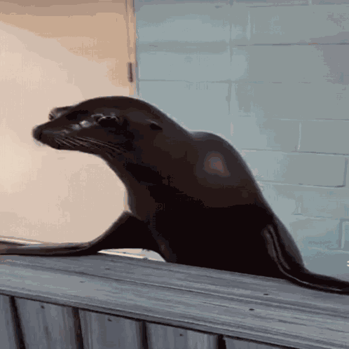 Seal Seal Clapping GIF