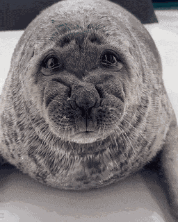 Seal Seal Of Approval GIF