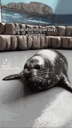 Seal Seal Shimmy GIF
