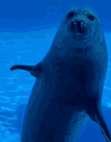 Seal Seal Waving GIF