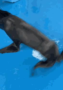 Seal Sealion GIF