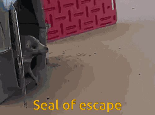 Seal Seals GIF