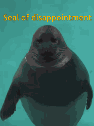 Seal Seals GIF