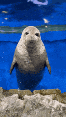 Seal Stupid GIF