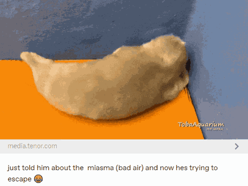 Seal Tumblr GIF