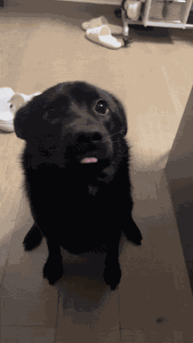 Sealdog Black Dog GIF