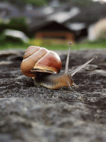 Searching Snail GIF