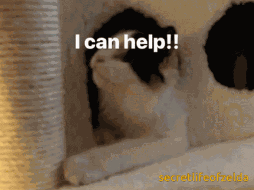 Secretlifeofzelda Cat GIF