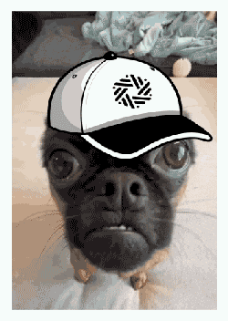 Sentient Dog1 GIF