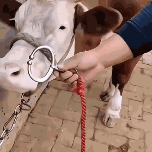Septum Ring Theory Srt GIF