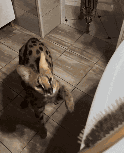 Serval Cat GIF