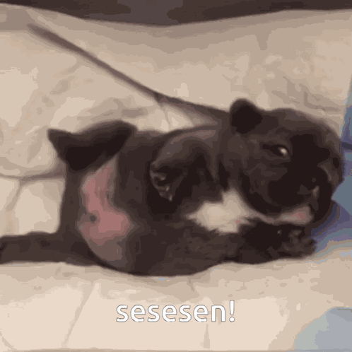 Sesesen Puppy GIF