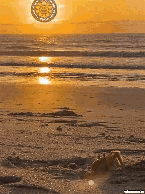 Sfu Flwr GIF
