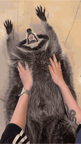 Shake Raccoon GIF