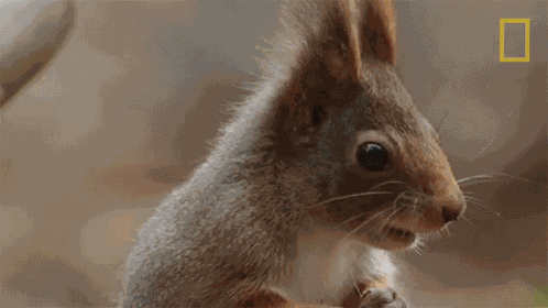 Shake Wild Nordic GIF