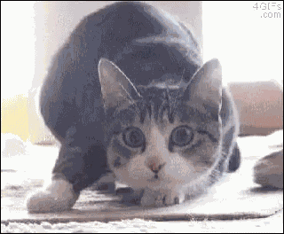 Shaq Cat GIF