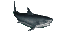 Shark Sticker