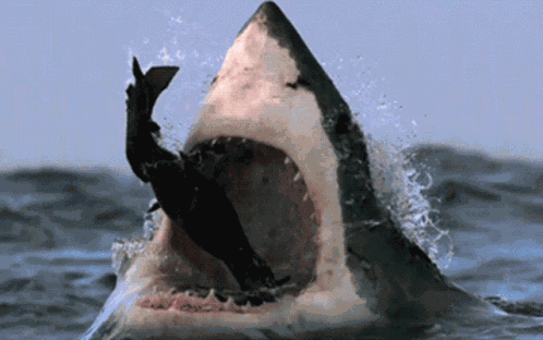 Shark GIF
