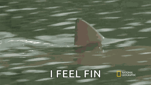 Shark Fin Bull Shark Vs Hippo GIF