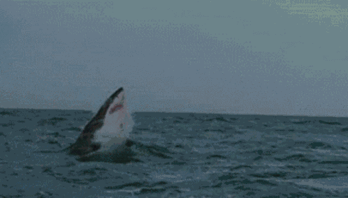Shark Jump GIF