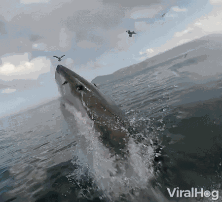 Shark Jumping GIF