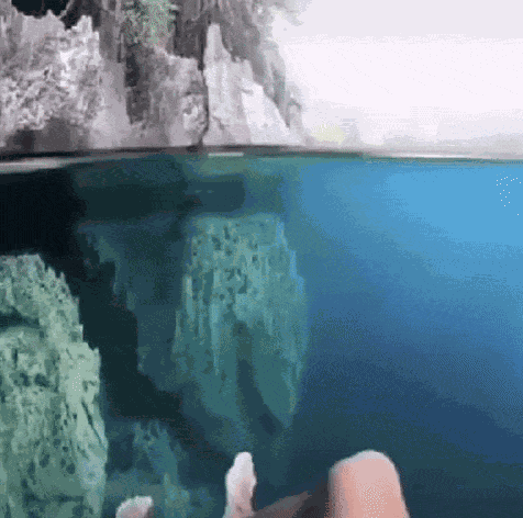 Shark Jumpscare GIF