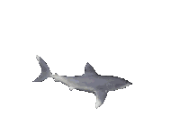 Shark Sticker