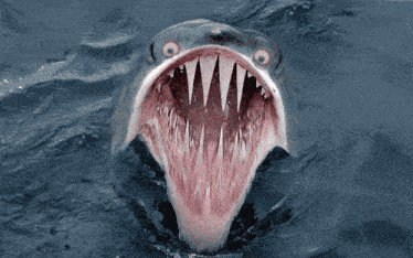 Shark Monster Shark GIF