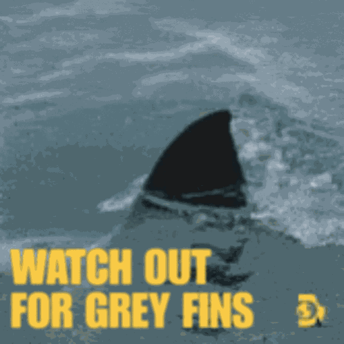 Shark Shark Fins GIF