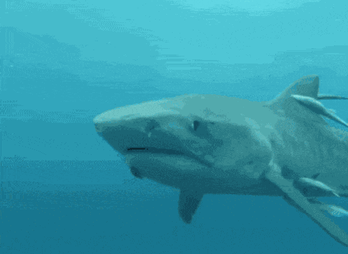 Shark Shark Nom GIF
