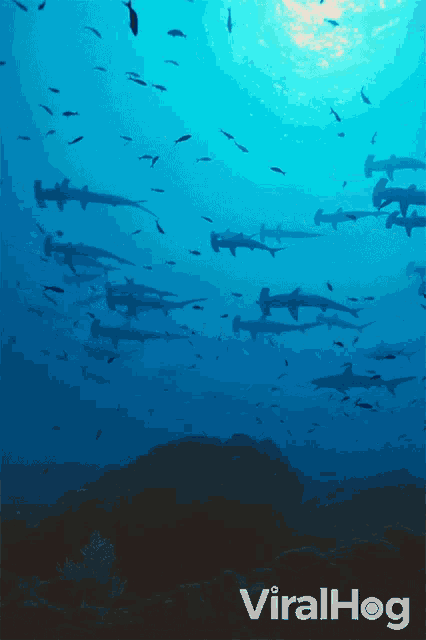 Sharks Swimming Viralhog GIF