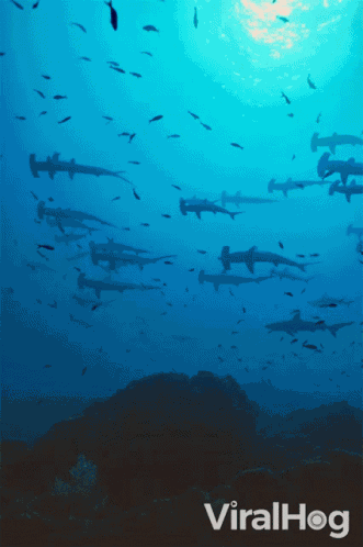 Sharks Swimming Viralhog GIF