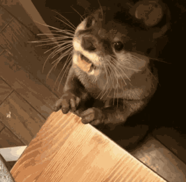 Shawtyleotter GIF