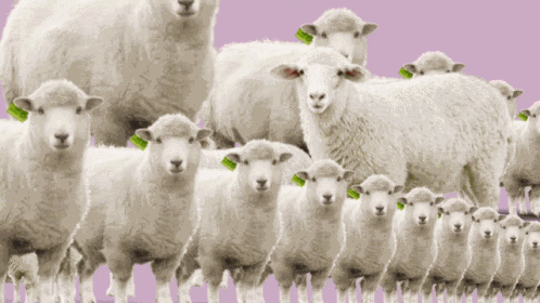 Sheep Counting Sheep GIF
